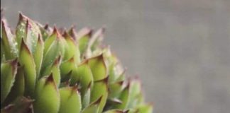 SVAKOG JUTRA PRIJE DORUČKA JELA JE LIST ČUVARKUĆE: Evo šta joj se DESILO POSLIJE mjesec dana