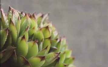 SVAKOG JUTRA PRIJE DORUČKA JELA JE LIST ČUVARKUĆE: Evo šta joj se DESILO POSLIJE mjesec dana