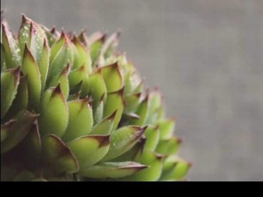 SVAKOG JUTRA PRIJE DORUČKA JELA JE LIST ČUVARKUĆE: Evo šta joj se DESILO POSLIJE mjesec dana