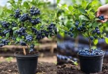 Kako uzgajati DOMAĆE i zdrave BOROVNICE u saksiji – Zalihe TOKOM cijele GODINE!