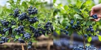 Kako uzgajati DOMAĆE i zdrave BOROVNICE u saksiji – Zalihe TOKOM cijele GODINE!