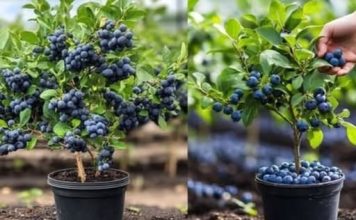 Kako uzgajati DOMAĆE i zdrave BOROVNICE u saksiji – Zalihe TOKOM cijele GODINE!