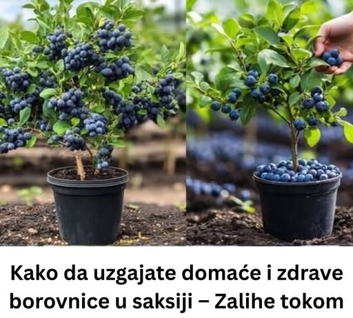 Kako uzgajati DOMAĆE i zdrave BOROVNICE u saksiji – Zalihe TOKOM cijele GODINE!