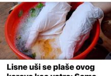 Lisne uši se plaše ovog korova kao vatre: Samo ga prelijte običnim uljem i otjerat će krpelje – blago za svakog vrtlara