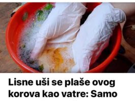 Lisne uši se plaše ovog korova kao vatre: Samo ga prelijte običnim uljem i otjerat će krpelje – blago za svakog vrtlara