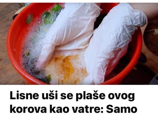 Lisne uši se plaše ovog korova kao vatre: Samo ga prelijte običnim uljem i otjerat će krpelje – blago za svakog vrtlara