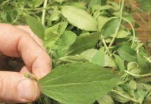 KAKO da ostavite PUŠENJE?! Samo stavite ovu biljku ispod JEZIKA da uništite sve ŽUDNJE!