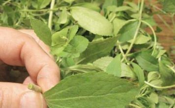 KAKO da ostavite PUŠENJE?! Samo stavite ovu biljku ispod JEZIKA da uništite sve ŽUDNJE!