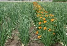 LUKA ĆE BITI KAO U PRIČI, SAMO AKO OVU BILJKU POSADITE PORED: Niste ni svjesni kako će se UROD UDUPLAT!