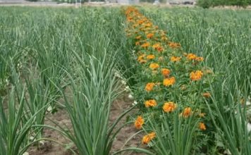 LUKA ĆE BITI KAO U PRIČI, SAMO AKO OVU BILJKU POSADITE PORED: Niste ni svjesni kako će se UROD UDUPLAT!