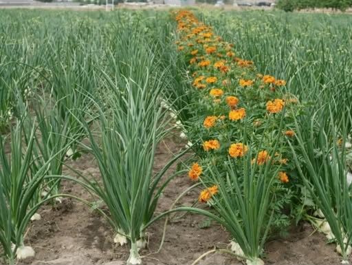 LUKA ĆE BITI KAO U PRIČI, SAMO AKO OVU BILJKU POSADITE PORED: Niste ni svjesni kako će se UROD UDUPLAT!