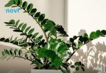 Zovu je biljkom sreće i novca: Ovo trebate uraditi sa zamijom kad joj listovi požute