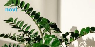 Zovu je biljkom sreće i novca: Ovo trebate uraditi sa zamijom kad joj listovi požute