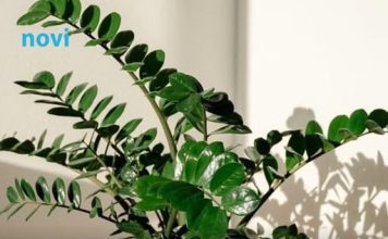 Zovu je biljkom sreće i novca: Ovo trebate uraditi sa zamijom kad joj listovi požute