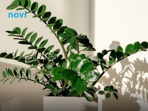 Zovu je biljkom sreće i novca: Ovo trebate uraditi sa zamijom kad joj listovi požute