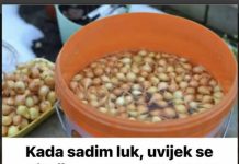 Uvek se pridržavam saveta mog dede pri sadnji luka; Godinama imam takav rod da se i komšije dive!