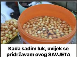 Uvek se pridržavam saveta mog dede pri sadnji luka; Godinama imam takav rod da se i komšije dive!