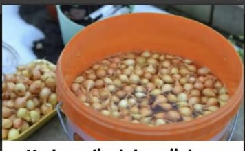 Uvek se pridržavam saveta mog dede pri sadnji luka; Godinama imam takav rod da se i komšije dive!