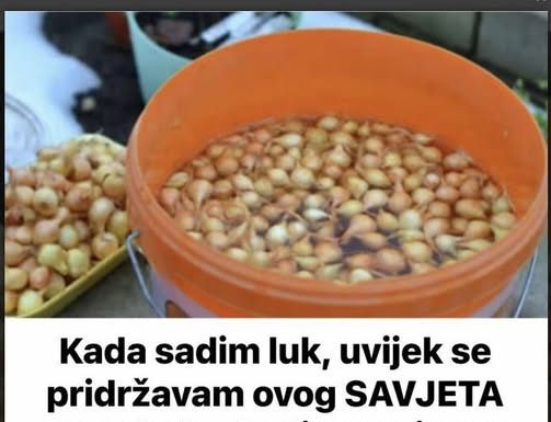 Uvek se pridržavam saveta mog dede pri sadnji luka; Godinama imam takav rod da se i komšije dive!