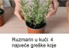 Ruzmarin u kući: 4 najveće greške koje ubijaju ovu biljku