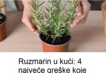 Ruzmarin u kući: 4 najveće greške koje ubijaju ovu biljku