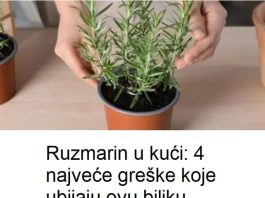 Ruzmarin u kući: 4 najveće greške koje ubijaju ovu biljku
