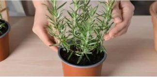Ruzmarin u kući: 4 najveće greške koje ubijaju ovu biljku