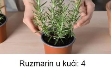 Ruzmarin u kući: 4 najveće greške koje ubijaju ovu biljku