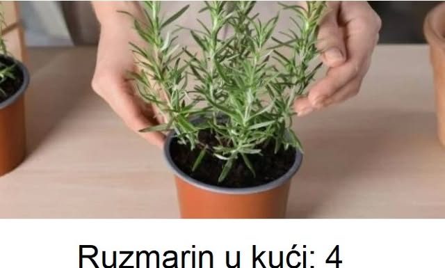 Ruzmarin u kući: 4 najveće greške koje ubijaju ovu biljku
