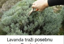 Lavanda traži posebnu njegu: Evo kada je morate presaditi i orezati da bi iduće godine obilno cvjetala