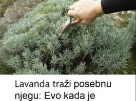Lavanda traži posebnu njegu: Evo kada je morate presaditi i orezati da bi iduće godine obilno cvjetala