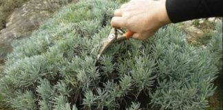 Lavanda traži posebnu njegu: Evo kada je morate presaditi i orezati da bi iduće godine obilno cvjetala