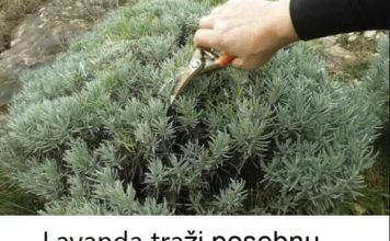 Lavanda traži posebnu njegu: Evo kada je morate presaditi i orezati da bi iduće godine obilno cvjetala