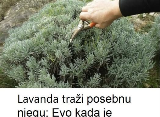 Lavanda traži posebnu njegu: Evo kada je morate presaditi i orezati da bi iduće godine obilno cvjetala