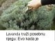 Lavanda traži posebnu njegu: Evo kada je morate presaditi i orezati da bi iduće godine obilno cvjetala