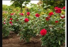 Obavezno ovaj prah pospite po ružama u veljači: Svi ga imamo u kući, bujaće cijelo ljeto