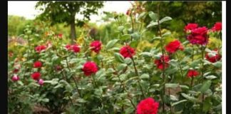 Obavezno ovaj prah pospite po ružama u veljači: Svi ga imamo u kući, bujaće cijelo ljeto