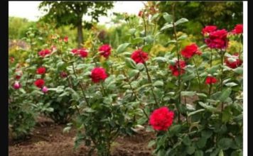 Obavezno ovaj prah pospite po ružama u veljači: Svi ga imamo u kući, bujaće cijelo ljeto