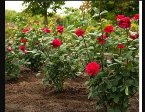 Obavezno ovaj prah pospite po ružama u veljači: Svi ga imamo u kući, bujaće cijelo ljeto