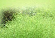 PRESLICA (Horsetail) – Prirodna PODRŠKA ZA KOSTI, kožu i bubrege