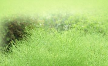 PRESLICA (Horsetail) – Prirodna PODRŠKA ZA KOSTI, kožu i bubrege