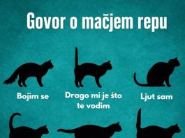 RAZUMIJEVANJE “GOVORA” MAČIJEG REPA