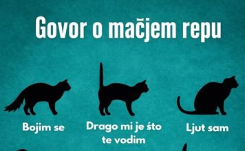 RAZUMIJEVANJE “GOVORA” MAČIJEG REPA