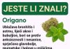Otkrijte zašto je origano prirodna podrška koju vaše tijelo može cijeniti