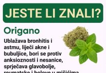 Otkrijte zašto je origano prirodna podrška koju vaše tijelo može cijeniti