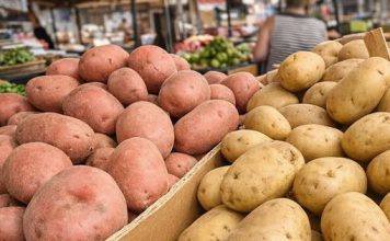 Stručnjaci otkrili: Da li je bolji crveni ili bijeli krompir?