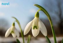 Prvo džemre ‘udara’ u zrak 19. februara: Evo šta to znači