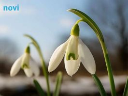 Prvo džemre ‘udara’ u zrak 19. februara: Evo šta to znači