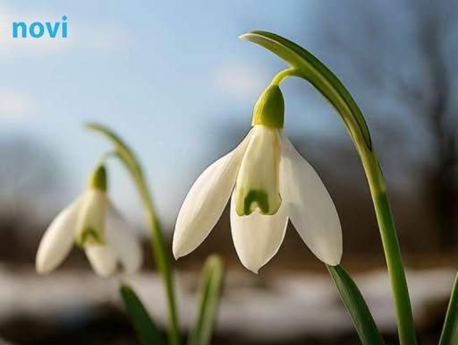 Prvo džemre ‘udara’ u zrak 19. februara: Evo šta to znači