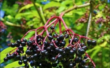 Bazga – čudesna biljka koja liječi i jača imunitet